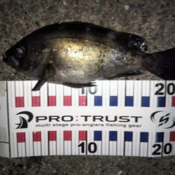 メバルの気持ちは分からない・・・